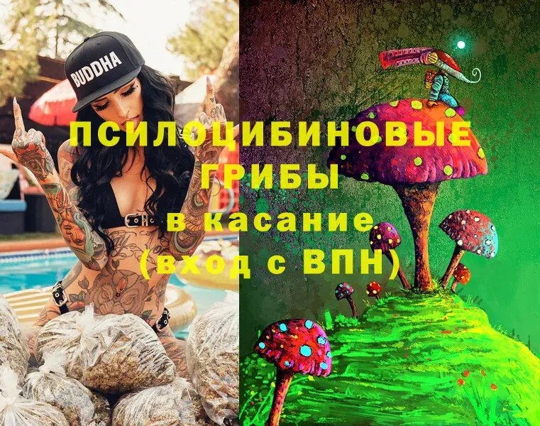 Псилоцибиновые грибы Psilocybe Пересвет